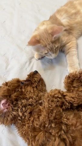 The video shows an orange tabby cat lying on its side on a light-colored blanket, looking down at a fluffy brown poodle puppy. The puppy is also lying on its back, looking up at the cat. The cat extends a paw towards the puppy, and the puppy's head is tilted upwards. The scene is lit with soft light, and the focus is on the animals.