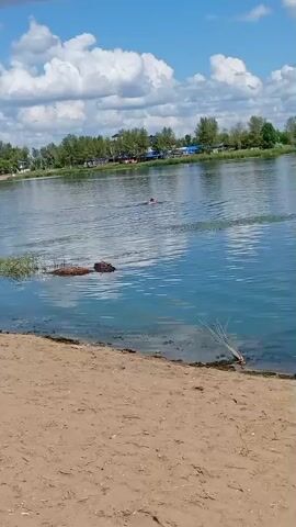 The video shows a wide shot of a body of water, likely a lake or river. The water is blue and calm, with small ripples on the surface. In the distance, a person is swimming. The shoreline in the foreground is sandy, with some vegetation and debris. The sky is blue with scattered white clouds. The overall scene is peaceful and suggests a warm, sunny day.