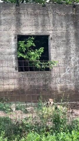 The video shows a medium-sized, light-brown dog behind a wire fence. The dog is mostly hidden by grass and weeds growing along the base of the fence. Behind the fence is a weathered, gray concrete wall with a square opening or window filled with green foliage. The dog looks directly at the camera at times. The camera focuses briefly on the fence.
