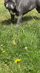 French Bulldogs and a spooky cat mug in a dandelion yard
