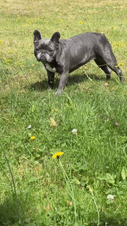 French Bulldogs and a spooky cat mug in a dandelion yard