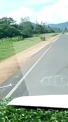 The video shows a view from a moving vehicle, likely a car or truck, driving on a paved road in a rural setting.  

The road is straight and has a solid white line marking its edge. To the left of the road is a grassy area with lush green vegetation, including what appears to be a field of corn.  Further back, there are trees and a distant hill or mountain range.  

On the shoulder of the road, there are two oxen hitched to a small wooden cart or wagon. They appear to be pulling a load of wood. The animals are dark and light brown in color.  There is a person standing near the oxen, likely their handler.

The weather appears to be sunny with a clear sky. There are also utility poles visible along the roadside.  The camera is positioned inside the vehicle, and there is some blurry greenery visible at the bottom of the frame, possibly decorative plants on the dashboard.