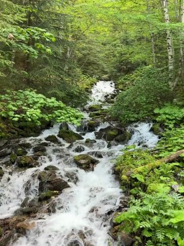 The video shows a fast-flowing stream cascading down a rocky slope within a lush green forest. Water rushes over moss-covered rocks, creating small rapids and splashes. The stream is surrounded by dense vegetation, including trees, shrubs, and large-leafed plants. The forest canopy filters the sunlight, giving the scene a vibrant green hue. The camera remains static, providing a steady view of the flowing water and the surrounding nature.