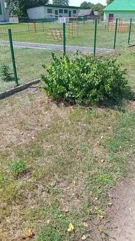 The video shows a dense green bush with many leaves, positioned next to a green metal fence. The ground around the bush is covered with dry grass and some patches of green grass. Beyond the fence, there is a paved area and a building in the background. The camera pans slightly to the right, revealing more of the bush and the fence. Sunlight casts shadows on the ground.