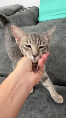 A person's hand pets a gray tabby kitten that is standing on a dark gray sofa. The kitten has white paws and is looking down. The person's hand is shown petting the kitten's head and back. A teal pillow is visible in the background.