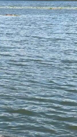 The video captures a close-up view of rippling water. The water appears to be calm with gentle waves. In the background, a distant shoreline is visible, covered with greenery and possibly some reeds or lily pads. The sky is a pale blue, suggesting it is daytime. The overall scene is serene and natural, with the focus primarily on the texture and movement of the water.
