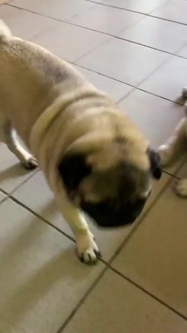 The video shows two pugs on a tiled floor. The pug in the foreground is light brown with a black face. The second pug is further away and is mostly out of focus. The camera is looking down at the pugs from a high angle. In the beginning of the video, the pug in the foreground is standing and then bends over, appearing to be sniffing or playing. A hand reaches into the frame and pets the pug. The second pug is lying down in the background. The video is shaky and the focus is not always clear.