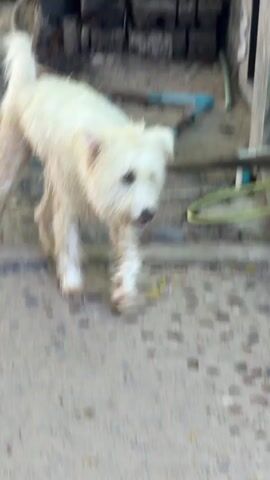 A medium shot captures a scruffy, white, terrier-type dog on a concrete or stone pathway. The dog is walking towards the viewer, its body angled slightly to the left. Its fur appears somewhat wet and matted, and its expression is neutral. In the background, a building wall, some blue pipes, a green hose reel, and dry leaves on the ground are visible. The lighting suggests it is daytime.