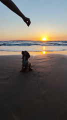 Dog plays on beach during sunset in Agios Stefanos