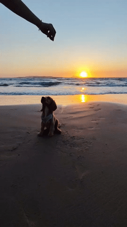 Dog plays on beach during sunset in Agios Stefanos