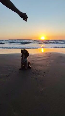 The video shows a small brown dog sitting on a sandy beach at sunset. A person's arm extends into the frame above the dog, possibly holding a treat. The dog looks up, then suddenly jumps forward and runs towards the open water. The ocean stretches to the horizon, where the sun sets, casting a golden reflection on the wet sand. The sky is clear, with a gradient of blue to orange.