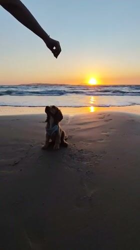 Dog plays on beach during sunset in Agios Stefanos