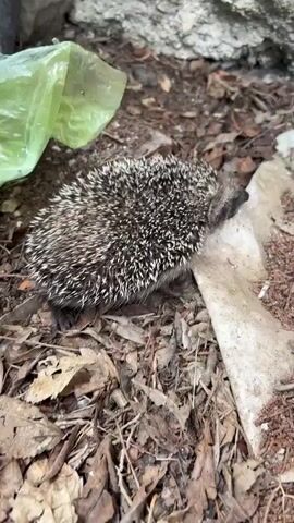 A hedgehog is shown in a natural setting. The hedgehog is a small mammal covered in spines. It is partially curled up, and its face is not clearly visible. The environment appears to be a wooded area with dry leaves, dirt, and rocks on the ground. There is also a piece of light green plastic visible to the left of the hedgehog. The lighting suggests it is daytime.