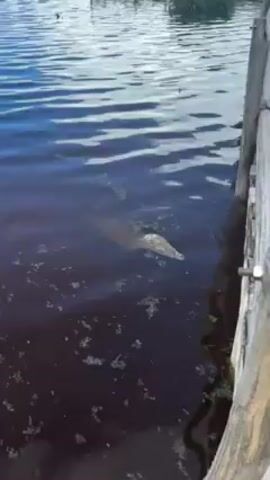 The video shows a crocodile swimming in a dark, murky body of water. The camera is positioned on a wooden dock or pier, looking down at the crocodile as it moves through the water. The crocodile's head and part of its back are visible above the surface, and the water is covered with small pieces of debris. In the background, there are other structures in the water, and the sky is visible above.