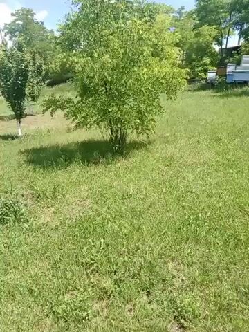The video shows a person lying on an old metal bed frame in a grassy area with trees. The person is wearing blue shorts and appears to be holding a phone. There are other young trees and bushes in the background, as well as a ladder leaning against a tree. The scene is outdoors, with a blue sky and some clouds visible. The overall impression is of a relaxed, possibly rural setting.