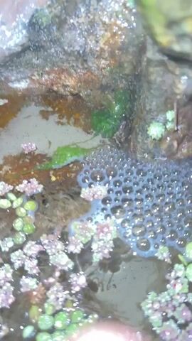 The video shows a small, artificial pond or water feature. The water is somewhat murky and contains several small, green and pink aquatic plants floating on the surface. There are also patches of bubbles floating on the water. The sides of the pond are made of artificial rock, and there are a few green plants growing nearby. Water is trickling into the pond.