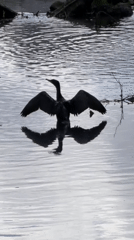 Cormorant on the water in Esch-sur-Alzette, Luxembourg