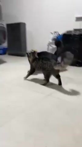 The video shows a garage scene with a light-tiled floor where two cats are interacting. One cat is a tabby and the other is black. Initially, the tabby cat is standing, but the black cat suddenly pounces on it. The tabby cat ends up on its back, kicking at the black cat with its hind legs in a playful manner. Behind the cats, there's a grey car partially visible, a grey space heater, a blue litter box, and a large bag of pet food.