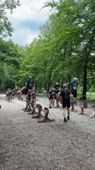 Obstacle race and zoo visits documented in northern Germany