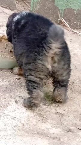 The video shows a small, fluffy, black and gray puppy. The puppy is standing on a concrete surface near a container with food. The camera is initially focused on the rear of the puppy. The puppy then turns and walks towards the camera. The camera movement is somewhat shaky and blurry. The background includes a wall with some green paint.