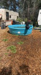 Dog jumps into water tank near RV in Boulder