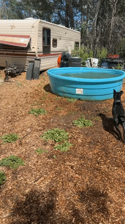Dog jumps into water tank near RV in Boulder