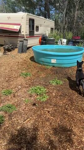The video shows a black dog jumping into a round, blue stock tank filled with water. The dog is on a wood-chipped ground, with clumps of green plants. Behind the stock tank is an RV with a door open. There are tires, chairs, and a grill behind the stock tank. In the background, there are trees and a glimpse of another RV. The dog jumps into the water and starts swimming. The video is taken during the daytime.