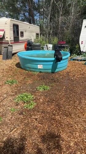 Dog jumps into water tank near RV in Boulder