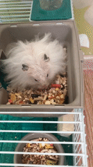 White hamster feeding time in Solikamsk cage setup