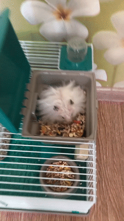 White hamster feeding time in Solikamsk cage setup