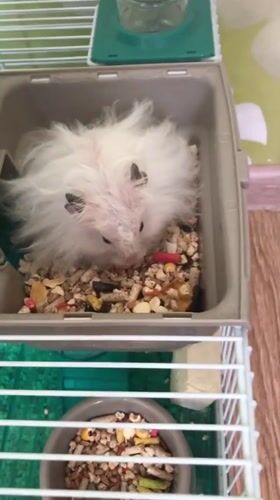 White hamster feeding time in Solikamsk cage setup