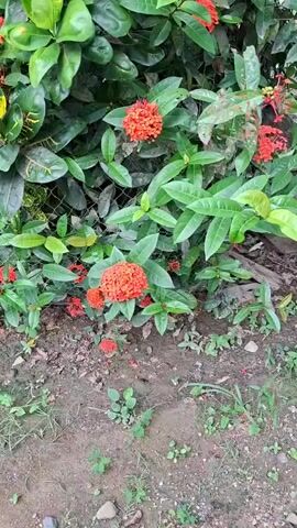The video presents a static, close-up shot of vibrant red-orange flowering plants with lush green foliage. The flowers are clustered tightly, indicative of a species like Ixora, and are scattered throughout the dense green leaves. Several large, fully bloomed clusters are visible, along with smaller developing ones. Behind some of the foliage, a chain-link fence can be partially seen. The ground beneath the plants consists of dark brown soil, interspersed with small green weeds and a few scattered stones.

At the beginning of the video, a hand briefly enters the frame from the lower right, pointing towards the flowers, and then quickly exits. The lighting suggests it is daytime, under natural conditions, with no apparent adverse weather. The scene depicts a small, natural section of an outdoor garden or planted area. No text is visible within the frame. Faint human speech is audible in the background. The flora is consistent with the tropical climate of Meunasahreudeup, Indonesia.