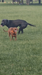 Dogs playing in grassy field with walker present
