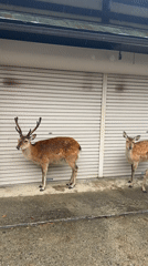 Nara's famous deer shelter from morning rainfall as tourists visit