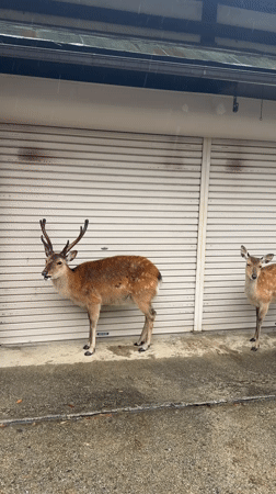 Nara's famous deer shelter from morning rainfall as tourists visit