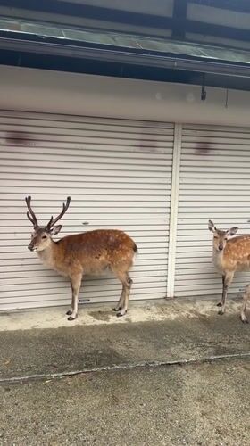Nara's famous deer shelter from morning rainfall as tourists visit