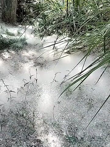 The video shows a close-up view of a natural environment. The foreground is covered with a thick layer of white, fluffy material, possibly pollen or cottonwood fluff. Small, thorny plants with dry stems are interspersed throughout this white layer. In the middle ground, sunlight filters through the leaves of trees and plants, creating dappled shadows on the ground. Tall, green grass or reeds are visible on the right side of the frame, and a thick tree trunk with textured bark stands prominently in the background on the left. The overall impression is of a forest floor or a natural, outdoor setting during a season when plants are releasing a significant amount of fine, airborne material. The camera appears to be handheld and slightly shaky, suggesting a personal perspective. There are no people or animals visible in the video.