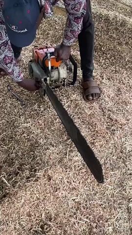 In Sasaro, Nigeria, a person is seen in a close-up shot, crouching over a large orange and white chainsaw. The ground is thickly covered with light-colored wood shavings, indicating a woodworking environment or sawmill. The person wears dark pants, a patterned shirt, and brown sandals, while another pair of feet in sandals is visible in the background. Their right hand is positioned on the recoil starter of the chainsaw, suggesting an attempt to start the machine, while their left hand is near the front of the chain bar, possibly making an adjustment or using a tool that is partially visible. The chainsaw features a long, dark bar with a visible chain. The scene appears to be taking place outdoors during daylight hours.