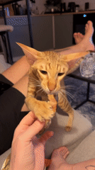Tattooed person feeds treats to orange cat in Khimki