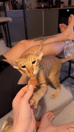 Tattooed person feeds treats to orange cat in Khimki