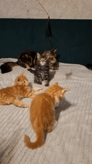 Cats and kittens play with toys in Russian home