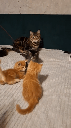 Cats and kittens play with toys in Russian home