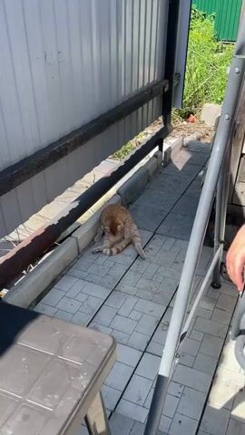 An orange cat grooms itself on a tiled outdoor path next to a white fence with a dark rail. The camera then pans up to a man sitting on a garden swing. He wears a dark t-shirt with "NIKE AIR" printed on it, a black baseball cap, and grey sweatpants. The man speaks while looking towards the camera. The camera briefly returns to the cat, then back to the man who continues speaking. Sunlight illuminates the scene.