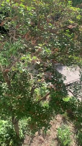 The video is an overhead, shaky shot of a dense green tree with a winding path visible in the background. The tree has a mixture of green leaves and dried, brown seed pods. The path appears to be paved and is slightly elevated compared to the ground below the tree. Sunlight filters through the leaves, creating dappled light and shadows. The overall impression is that of an outdoor scene in a natural environment.
