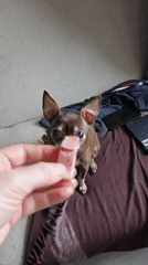 Chihuahua fed ham on couch in Sankt-Peterburg