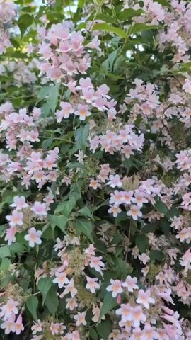 This is a short video clip showing a close-up of a bush full of small, delicate pink and white flowers, interspersed with green leaves. The flowers have a trumpet-like shape with five petals. The lighting suggests it is daytime, possibly late afternoon or early evening given the soft, diffused light, and there are no strong shadows. The abundance of flowers and green foliage indicates a healthy, well-established plant. The overall impression is one of natural beauty and tranquility. There are no people or specific objects visible, nor any text. The setting appears to be an outdoor garden or park, and the mention of Lidingö, Sweden, places it in a natural, temperate environment. The gentle swaying of the branches and flowers suggests a light breeze. The clip is likely intended to showcase the beauty of the flowering bush, evoking a sense of calm and appreciation for nature.