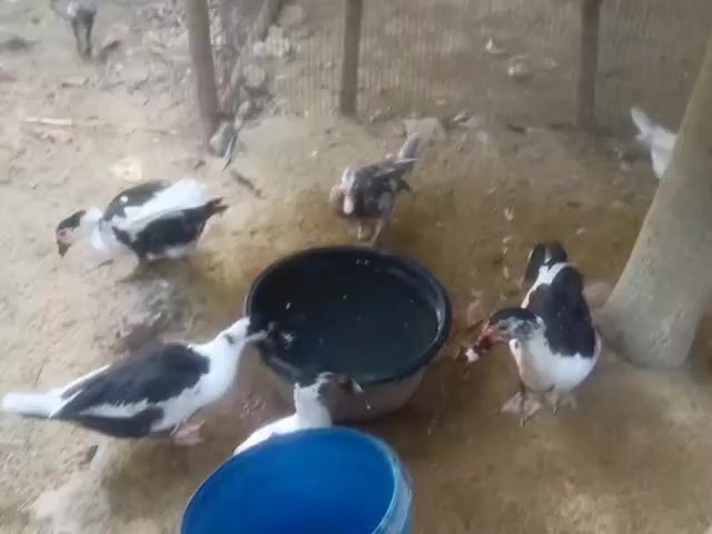 The video shows a group of ducks in an enclosure. The enclosure appears to be dirt or sand, with some scattered straw or hay. There is a large black bowl filled with water in the center of the enclosure, and a blue bucket is visible in the foreground. Several ducks, mostly black and white, are gathered around the water bowl, some drinking from it. One duck is in the process of drinking, with its head submerged in the water. Another duck is standing near the bowl and looking into it. The ducks appear to be Muscovy ducks. The overall impression is of a farm or backyard setting where ducks are being kept.