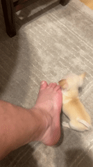 Chihuahua puppy plays with owner's foot on carpet
