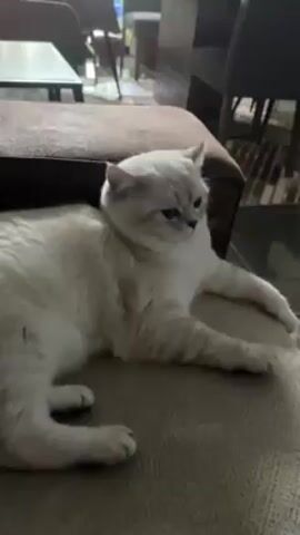 A white cat with blue eyes is lying on a brown cushion. It is looking to the left with a slightly furrowed brow. The cat's front legs are stretched out in front of it. There are several chairs and a table visible in the background. The lighting is indoor and natural. An unseen person is speaking in the background.