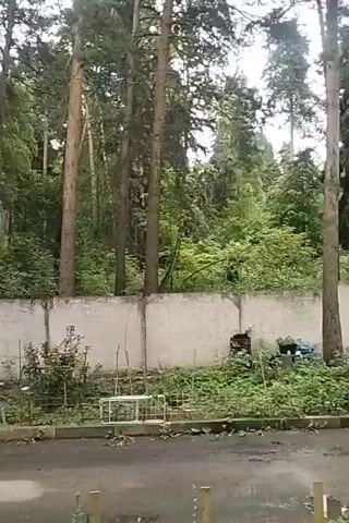 This media file depicts an outdoor scene in a wooded area, likely a park or a residential backyard bordering a forest. The dominant subjects are tall, mature pine trees that form a dense canopy against a bright, overcast sky, suggesting a cloudy day with diffused sunlight. Below the trees, a concrete wall runs horizontally across the frame, acting as a boundary.

In front of the wall, the ground is overgrown with lush green vegetation, including bushes and smaller plants. Scattered amongst this greenery are several objects. To the left, there is a white metal garden bench or frame, and to the right, a few dark-colored items, possibly bins or storage containers, are visible. Several thin poles or stakes are also scattered throughout the area, some supporting plants and others standing free. A lamppost is visible on the far left of the frame, adding to the impression of a maintained outdoor space. The foreground shows a paved surface, possibly a road or walkway, with scattered leaves.

The scene appears to be quiet and undisturbed, with no visible people. The overall atmosphere is serene and natural, with the dense foliage creating a sense of enclosure. The location context of Zyuzino, Russia, places this scene in an urban or suburban environment where residential areas might abut natural woodlands. The lack of strong shadows indicates it is likely daytime, and the overcast sky suggests a temperate climate. There is no visible text in the media file.